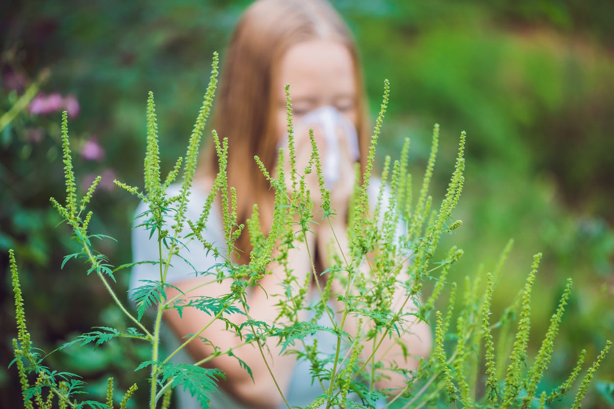Comment reconnaître et soulager l'allergie au pollen d'ambroisie ?
