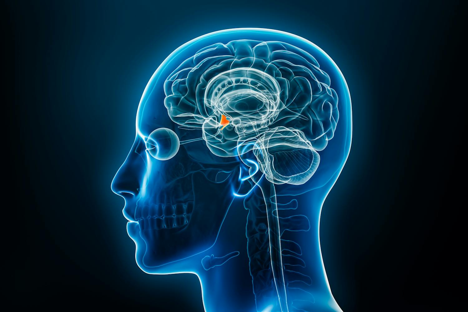 Hypothalamus : rôle, anatomie, c'est quoi ?