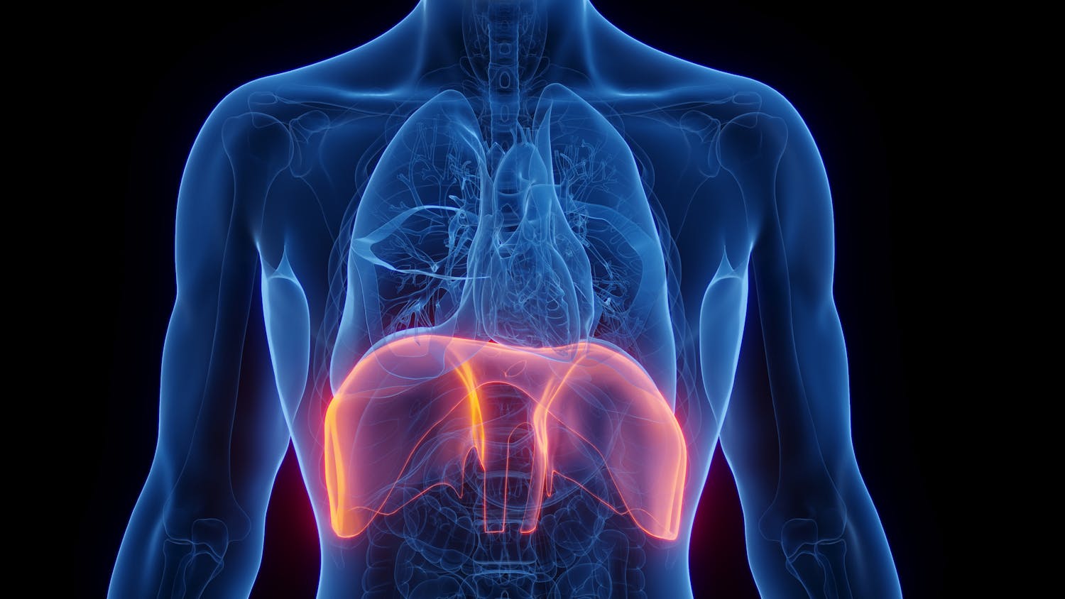 Le diaphragme : un acteur clé de notre respiration