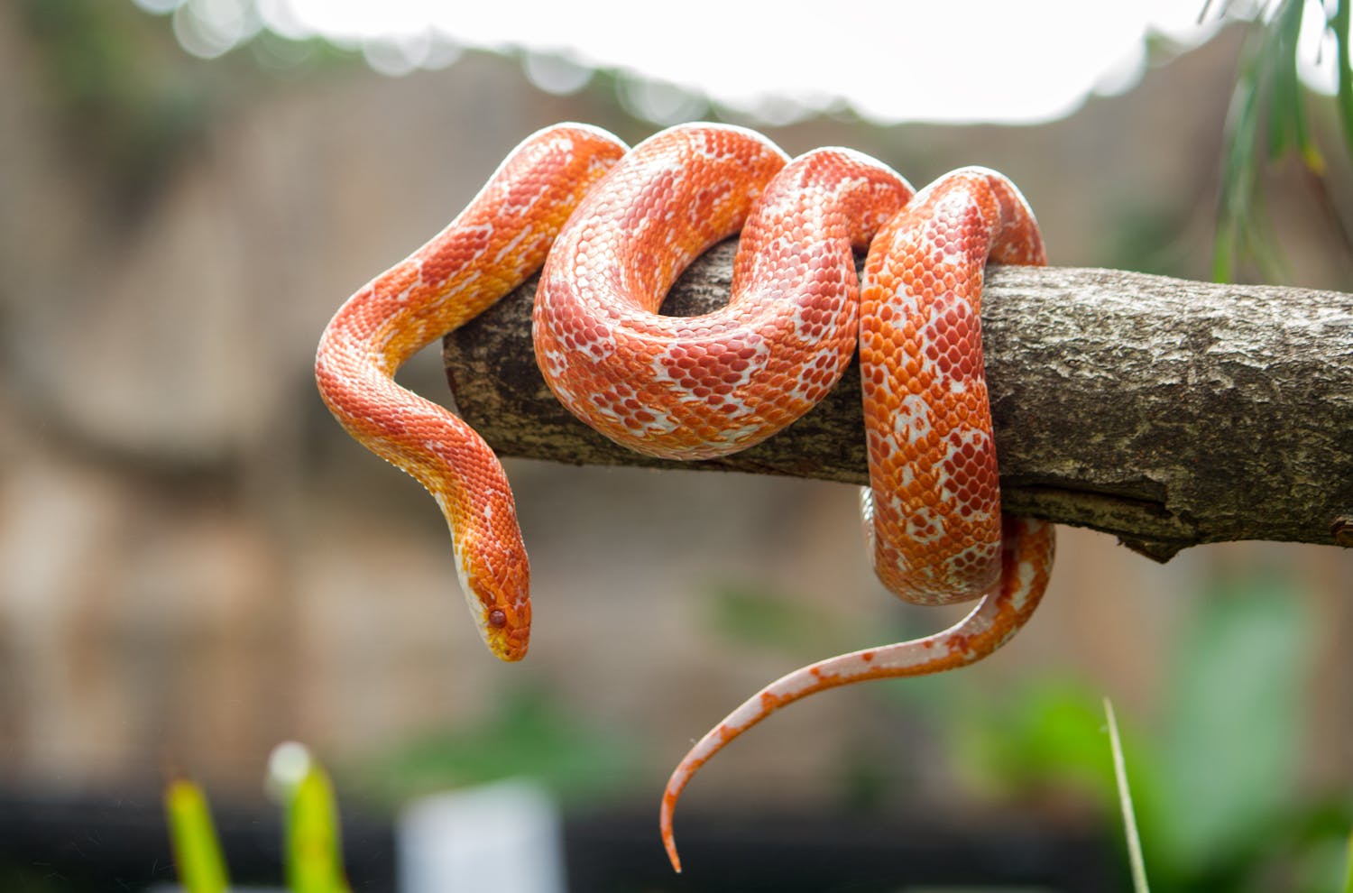 Ophiophobie : quand la peur des serpents paralyse
