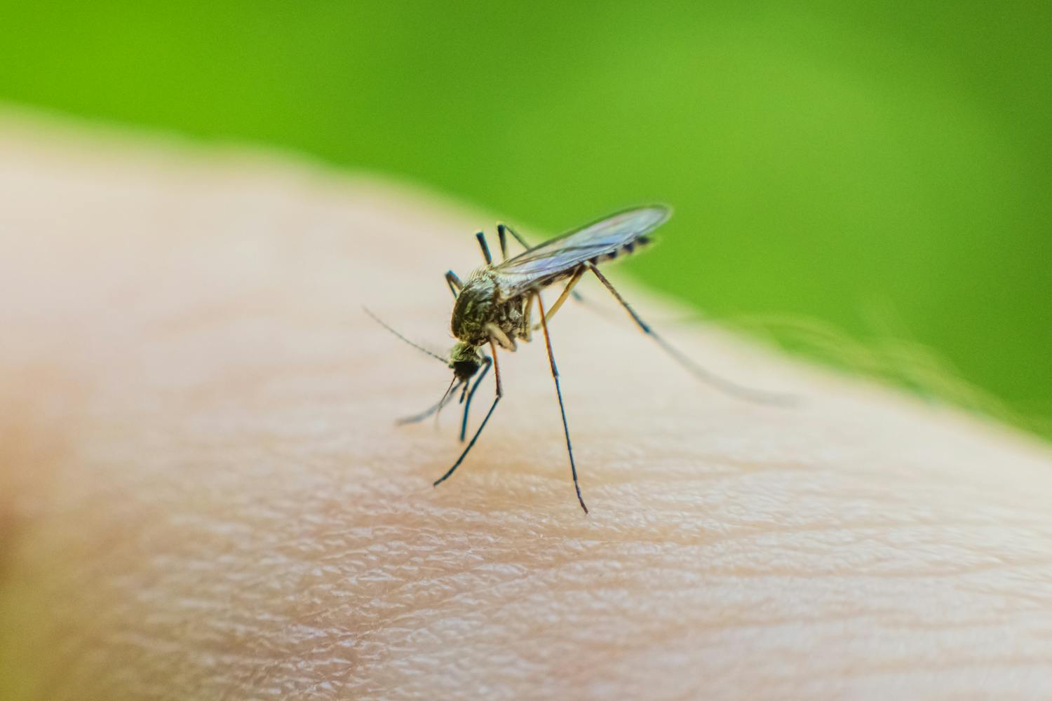 Tiques, moustiques : le risque de maladies vectorielles augmente-t-il au printemps ?
