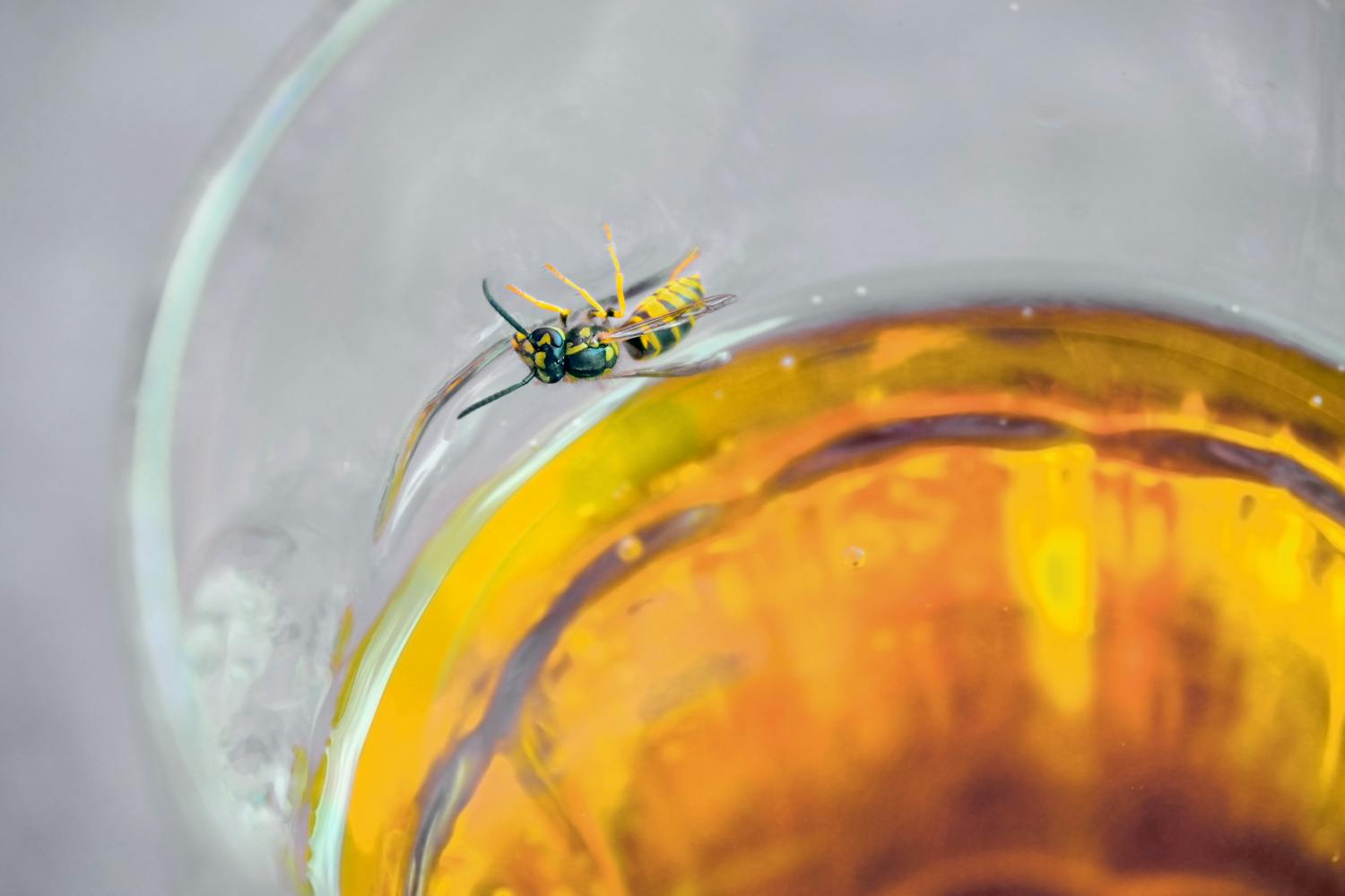 Répulsifs guêpe : solutions naturelles, insecticides, que faire à l'extérieur ?